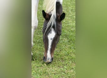 Österreichisches Warmblut, Stute, 4 Jahre, 168 cm, Schecke