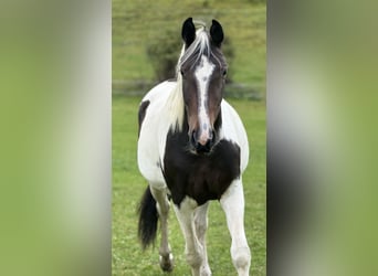 Österreichisches Warmblut, Stute, 4 Jahre, 168 cm, Schecke