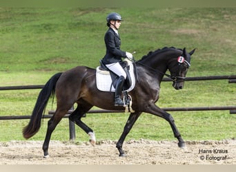 Österreichisches Warmblut, Stute, 4 Jahre, 170 cm, Dunkelbrauner