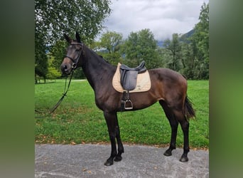 Österreichisches Warmblut, Stute, 4 Jahre, 170 cm, Dunkelbrauner