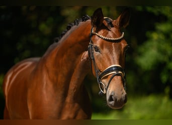 Österreichisches Warmblut, Stute, 4 Jahre, 170 cm, Dunkelbrauner