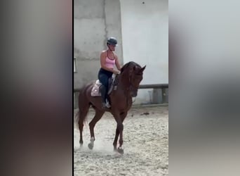 Österreichisches Warmblut, Stute, 4 Jahre, 170 cm, Dunkelfuchs