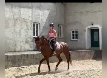 Österreichisches Warmblut, Stute, 4 Jahre, 170 cm, Dunkelfuchs