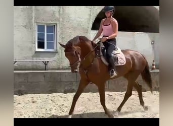 Österreichisches Warmblut, Stute, 4 Jahre, 170 cm, Dunkelfuchs