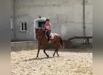 Österreichisches Warmblut, Stute, 4 Jahre, 170 cm, Dunkelfuchs