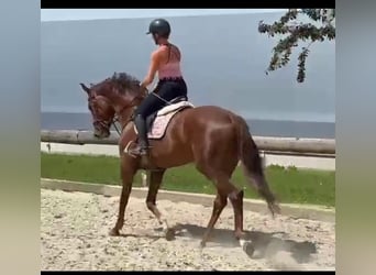 Österreichisches Warmblut, Stute, 4 Jahre, 170 cm, Dunkelfuchs