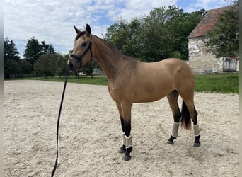 Österreichisches Warmblut, Stute, 4 Jahre, 170 cm, Falbe