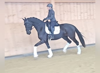 Österreichisches Warmblut, Stute, 4 Jahre, 170 cm, Rappe