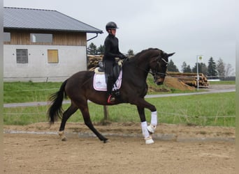 Österreichisches Warmblut, Stute, 4 Jahre, 171 cm, Dunkelbrauner