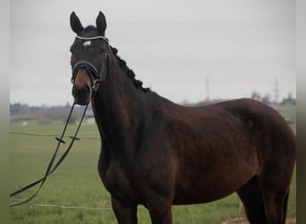 Österreichisches Warmblut, Stute, 4 Jahre, 171 cm, Dunkelbrauner