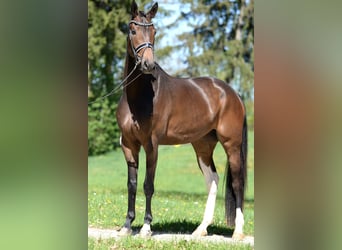 Österreichisches Warmblut, Stute, 4 Jahre, 172 cm, Brauner