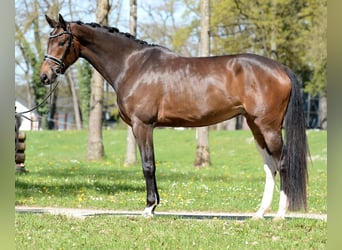 Österreichisches Warmblut, Stute, 4 Jahre, 172 cm, Brauner