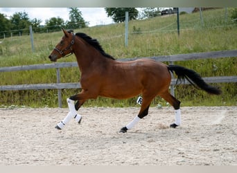 Österreichisches Warmblut, Stute, 4 Jahre, 172 cm, Brauner