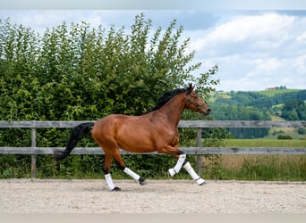Österreichisches Warmblut, Stute, 4 Jahre, 172 cm, Brauner