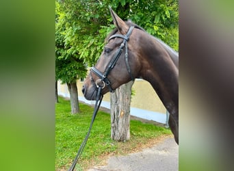 Österreichisches Warmblut, Stute, 4 Jahre, 173 cm, Brauner