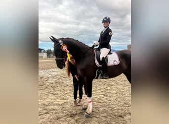 Österreichisches Warmblut, Stute, 4 Jahre, 173 cm, Rappe