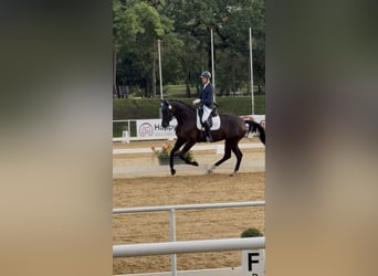 Österreichisches Warmblut, Stute, 4 Jahre, 173 cm, Rappe