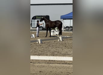 Österreichisches Warmblut, Stute, 4 Jahre, 173 cm, Rappe