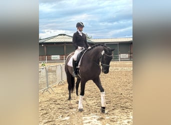 Österreichisches Warmblut, Stute, 4 Jahre, 173 cm, Rappe