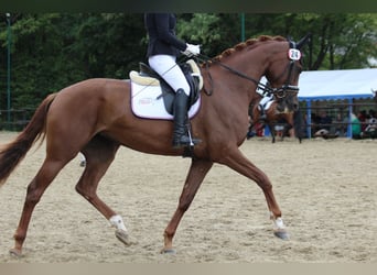 Österreichisches Warmblut, Stute, 4 Jahre, 174 cm, Dunkelfuchs