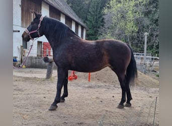 Österreichisches Warmblut Mix, Stute, 5 Jahre, 163 cm, Dunkelbrauner