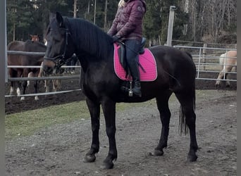 Österreichisches Warmblut Mix, Stute, 5 Jahre, 163 cm, Dunkelbrauner