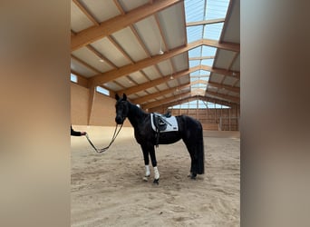 Österreichisches Warmblut, Stute, 5 Jahre, 163 cm, Rappe