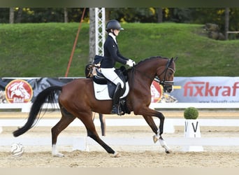 Österreichisches Warmblut, Stute, 5 Jahre, 164 cm, Brauner