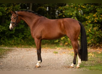 Österreichisches Warmblut, Stute, 5 Jahre, 165 cm, Brauner
