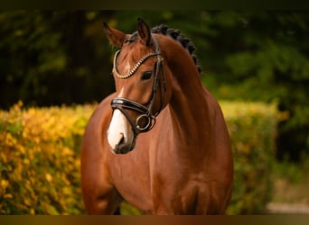 Österreichisches Warmblut, Stute, 5 Jahre, 165 cm, Brauner