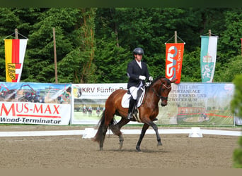 Österreichisches Warmblut, Stute, 5 Jahre, 165 cm, Brauner