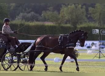 Österreichisches Warmblut, Stute, 5 Jahre, 165 cm, Brauner