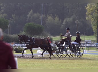 Österreichisches Warmblut, Stute, 5 Jahre, 165 cm, Brauner