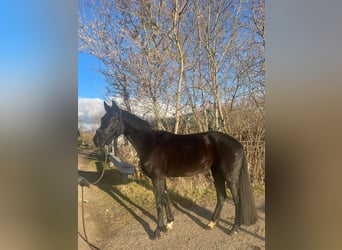 Österreichisches Warmblut, Stute, 5 Jahre, 165 cm, Rappe