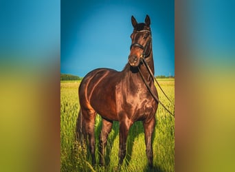 Österreichisches Warmblut, Stute, 5 Jahre, 166 cm, Schwarzbrauner