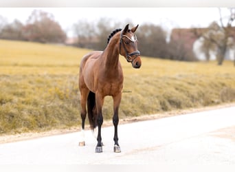 Österreichisches Warmblut, Stute, 5 Jahre, 167 cm, Brauner