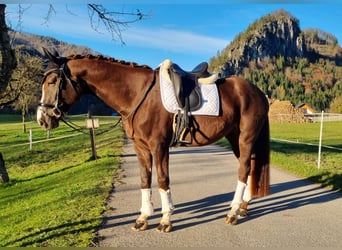 Österreichisches Warmblut, Stute, 5 Jahre, 167 cm, Dunkelfuchs