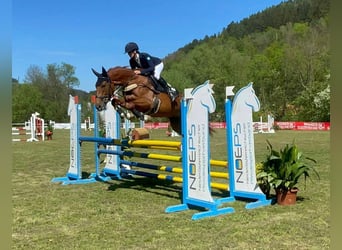 Österreichisches Warmblut, Stute, 5 Jahre, 167 cm, Dunkelfuchs