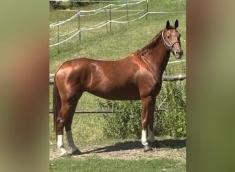 Österreichisches Warmblut, Stute, 5 Jahre, 167 cm, Fuchs