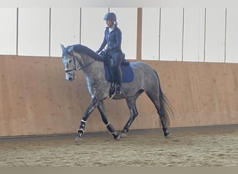 Österreichisches Warmblut, Stute, 5 Jahre, 167 cm, Schimmel