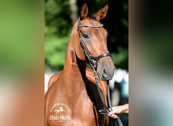 Österreichisches Warmblut, Stute, 5 Jahre, 170 cm, Brauner