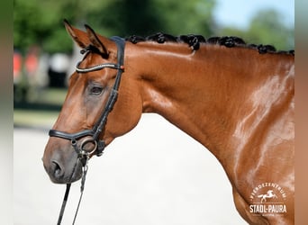 Österreichisches Warmblut, Stute, 5 Jahre, 170 cm, Brauner