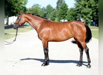 Österreichisches Warmblut, Stute, 5 Jahre, 170 cm, Brauner