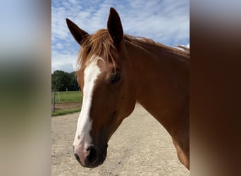 Österreichisches Warmblut, Stute, 5 Jahre, 172 cm, Fuchs