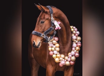 Österreichisches Warmblut, Stute, 5 Jahre, 173 cm, Brauner