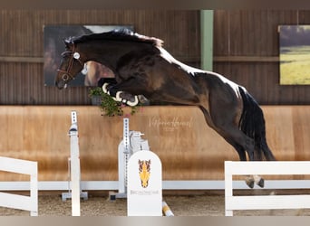 Österreichisches Warmblut, Stute, 6 Jahre, 160 cm, Dunkelbrauner