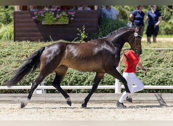 Österreichisches Warmblut, Stute, 6 Jahre, 160 cm, Dunkelbrauner