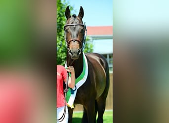 Österreichisches Warmblut, Stute, 6 Jahre, 160 cm, Dunkelbrauner