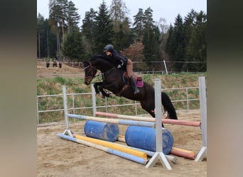 Österreichisches Warmblut, Stute, 6 Jahre, 160 cm, Dunkelbrauner