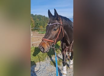 Österreichisches Warmblut, Stute, 6 Jahre, 160 cm, Dunkelbrauner